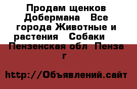 Продам щенков Добермана - Все города Животные и растения » Собаки   . Пензенская обл.,Пенза г.